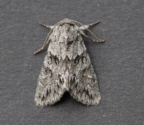 Canadian Giant Moth photo 5