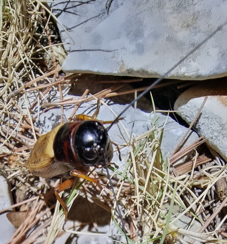 Southern Field Cricket, Levrnaka, photo 8 of 10