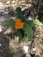 Lasianthaea macrocephala