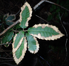 Calonectria