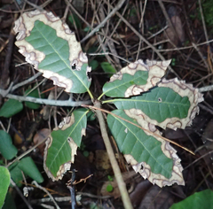 Calonectria