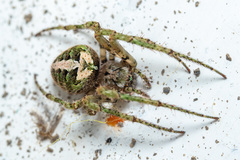 Cryptaranea subcompta