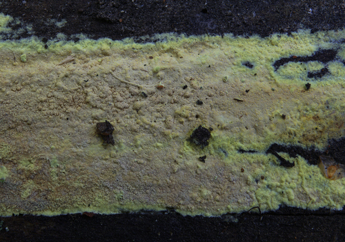 Representative image of Amylocorticium subincarnatum