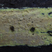 Amylocorticium subincarnatum - Photo (c) Неруш Владимир,  זכויות יוצרים חלקיות (CC BY-NC), הועלה על ידי Неруш Владимир