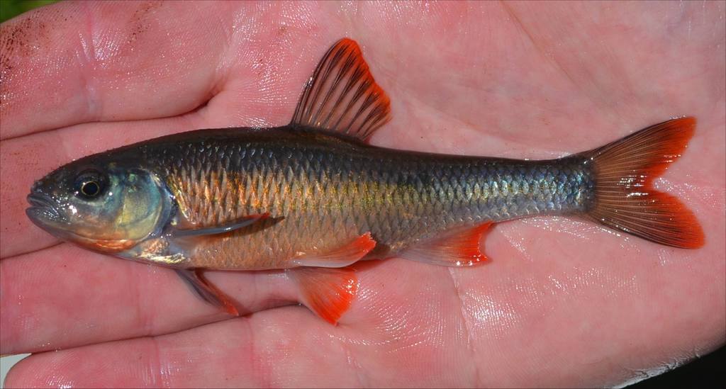 Common Shiner (Freshwater Fish of Massachusetts) · iNaturalist