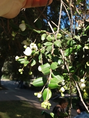 Luma apiculata