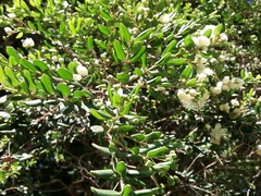 Luma apiculata