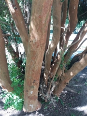 Luma apiculata