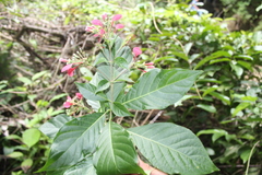Condamineeae
