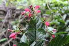 Condamineeae