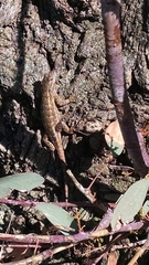 Sceloporus occidentalis