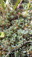 Pimelea oreophila lepta