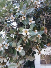 Eucryphia cordifolia