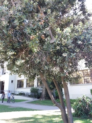 Eucryphia cordifolia