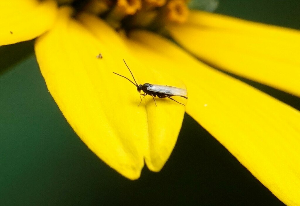 narrow-waisted-wasps-ants-and-bees-from-11-seymour-ave-toronto-on