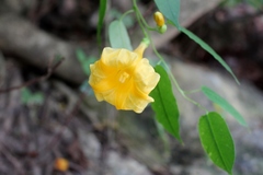 Ipomoea aurantiaca