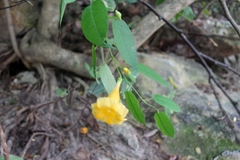 Ipomoea aurantiaca