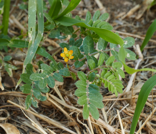 California caltrop (Kallstroemia californica)