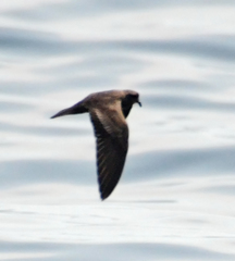 Hydrobates microsoma