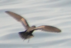 Hydrobates microsoma