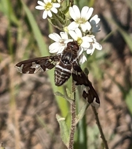 Dorcadion Bee Fly photo 4