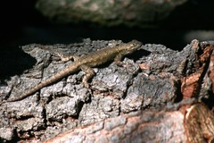 Sceloporus grammicus