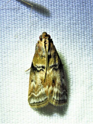 Poplar bud borer moth photo 5