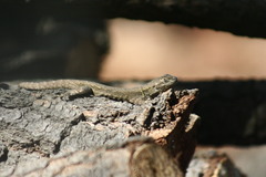 Sceloporus grammicus