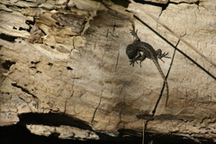 Sceloporus grammicus