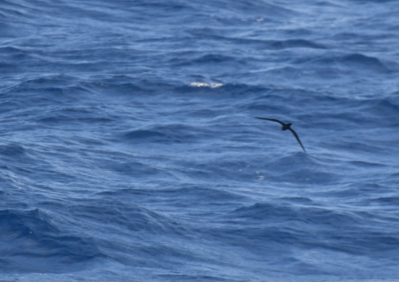 Bulwer's Petrel