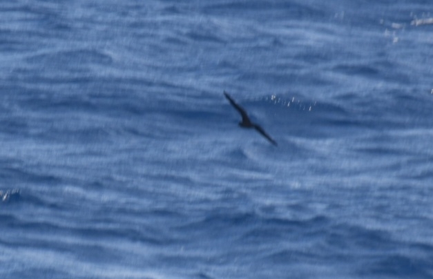 Bulwer's Petrel
