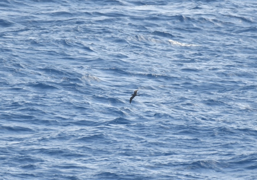 Bulwer's Petrel