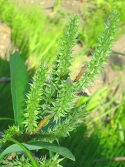 Salix udensis