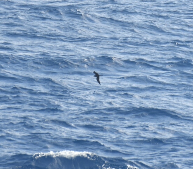 Bulwer's Petrel