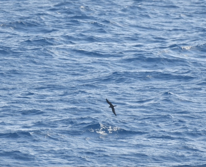 Bulwer's Petrel