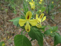 Tetramerium glandulosum