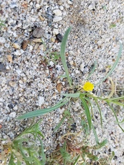 Camissoniopsis pallida