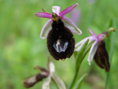 Ophrys bertolonii