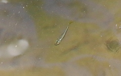 Pseudomugil signifer