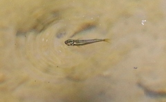 Pseudomugil signifer