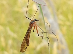 Bittacidae
