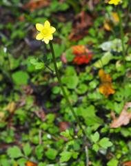 Ranunculus hirtus