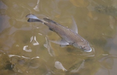 Acanthopagrus pacificus