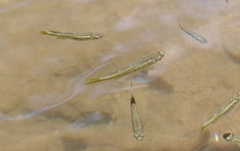 Pseudomugil signifer