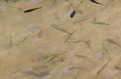 Pseudomugil signifer