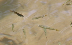 Pseudomugil signifer