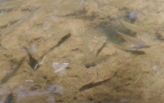 Pseudomugil signifer