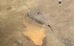 Hump-Backed Cardinalfish photo 2