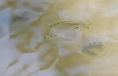 Acanthopagrus pacificus