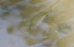 Acanthopagrus pacificus